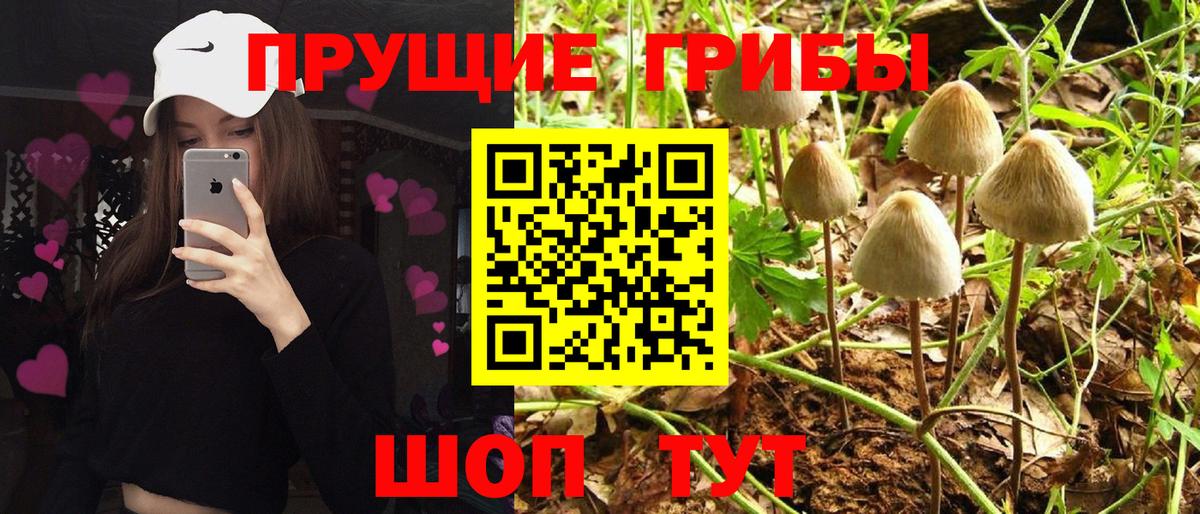 Псилоцибиновые грибы GOLDEN TEACHER Беслан